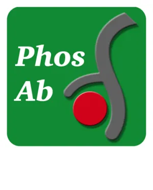 β-Catenin (Tyr-86), phospho-specific Antibody