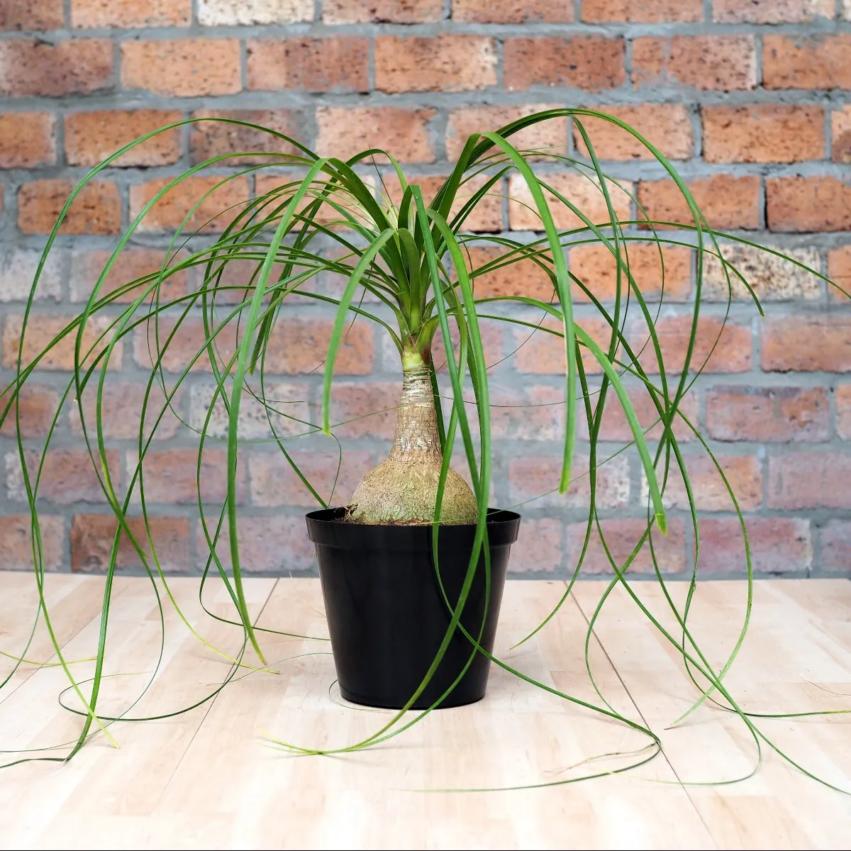 Ponytail Palm